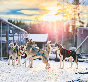 Fünf Schlittenhunde mit bunten Geschirren toben bei Sonnenaufgang auf dem verschneiten Boden herum, umgeben von Zwingern und Wald, und genießen das schöne goldene Morgenlicht.