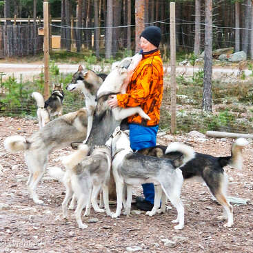 Uma pessoa com uma jaqueta laranja está cercada por huskies amigáveis em uma área florestal ao ar livre. Os cães estão pulando e demonstrando entusiasmo.