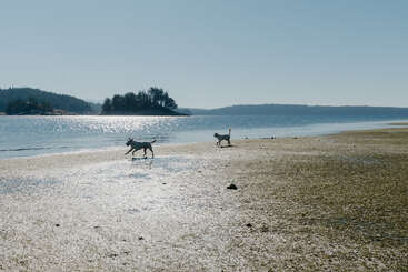 Das Bild zeigt zwei Hunde, die an einem Sandstrand laufen, mit einem Gewässer und einer kleinen Insel im Hintergrund unter einem klaren blauen Himmel.