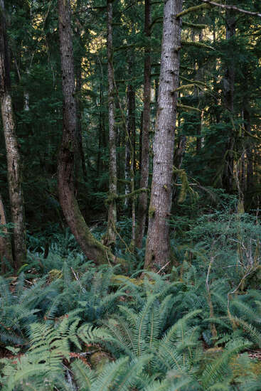 Eine dichte Waldszene mit hohen, moosbewachsenen Bäumen, üppigen grünen Farnen auf dem Waldboden, gefiltertem Sonnenlicht und einer Atmosphäre von unberührter natürlicher Schönheit.