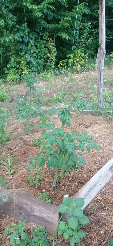 This image shows a raised garden bed with young tomato plants, supported by twine, surrounded by mulch and lush greenery, next to a wooded area.