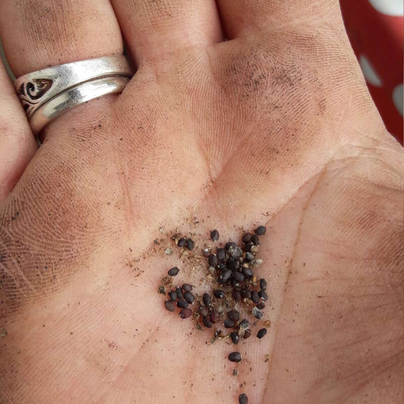 The image depicts a hand with dirt-covered palms, featuring a silver ring on the middle finger, with small seeds or pebbles resting on the palm.