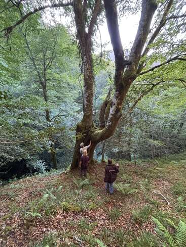 Three people stand by a large, mossy tree in a lush forest. Ferns and fallen leaves cover the forest floor, creating a peaceful, natural scene.