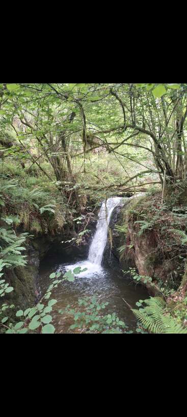 A small, serene waterfall cascades into a clear pool, surrounded by lush green ferns, dense undergrowth, mossy rocks, and overhanging branches in dense woodland.