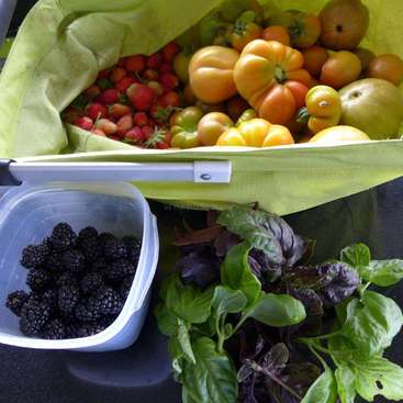 A imagem mostra uma coleção de produtos frescos, incluindo tomates, morangos, amoras e folhas verdes, dispostos em uma cesta verde e um recipiente de plástico.