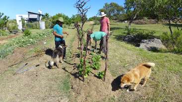 A imagem mostra dois homens cuidando de um jardim, acompanhados por dois cães, com uma casa visível ao fundo. A cena se passa em um dia ensolarado.