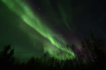 Ein atemberaubender Blick auf die Nordlichter erhellt den Nachthimmel in leuchtenden Grün- und Violetttönen über einer Silhouette aus Bäumen und Sternen.