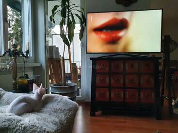 A white cat is lying on a fluffy blanket, intently watching a television showing a close-up of red lips, in a cozy, plant-filled room.