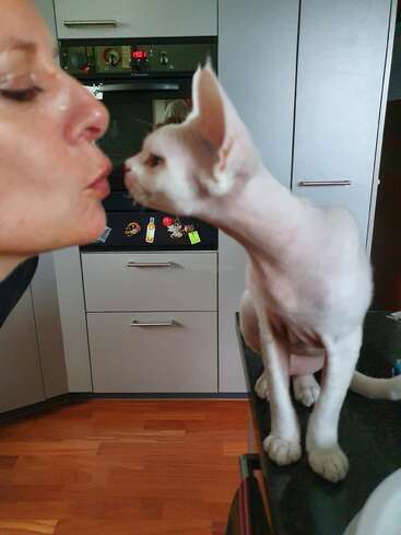 A woman leans in to kiss a hairless cat, possibly a Sphynx, in a modern kitchen. The cat looks curiously at her face.