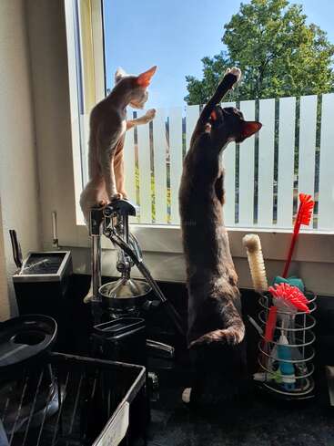Two curious cats stand by a kitchen window, one on a coffee machine and the other on the counter, intently looking and reaching outside into the sunlight.