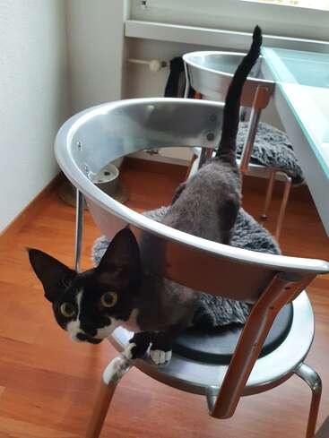 A curious black and white cat with big yellow eyes peers through a modern metal chair, positioned in a bright room with wooden flooring and minimalist furniture.
