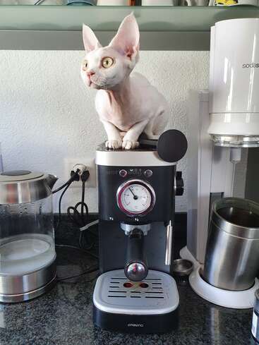 A hairless cat with large ears is sitting on top of a black espresso machine, surrounded by kitchen appliances on a dark countertop in a modern kitchen.