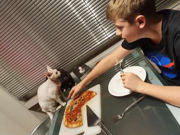 A boy is sitting at a glass table eating pizza. A curious white cat sits on the edge, watching him, possibly hoping for a bite.