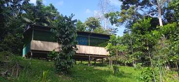 A simple wooden house on stilts sits amid lush green vegetation and trees, under a clear blue sky, blending harmoniously into the surrounding tropical landscape.
