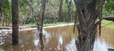 This image shows trees with exposed roots by the edge of a calm, muddy pond, surrounded by lush greenery and a sandbag barrier in the background.