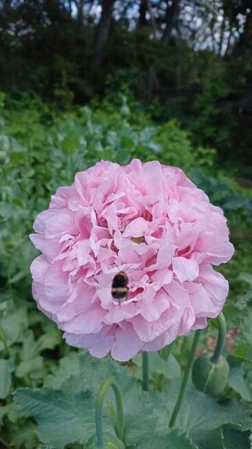 Eine Nahaufnahme einer großen, gekräuselten, hellrosa Blüte mit einer schwarz-gelben Hummel auf den Blütenblättern vor einem üppig grünen Gartenhintergrund.
