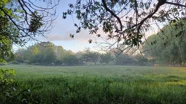 A misty meadow stretches gently under a soft morning sky, framed by leafy tree branches. Light and shadow play across lush green grass, creating serene tranquility.