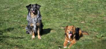 Dos perros felices están en un prado cubierto de hierba: uno está sentado y tiene el pelaje esponjoso, negro y gris, el otro está tumbado, marrón con marcas blancas.