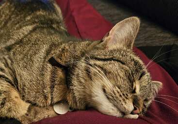 Un gato atigrado duerme plácidamente sobre una superficie acogedora, posiblemente el regazo de una persona, con los ojos cerrados y una leve sonrisa, con aspecto de estar completamente contento y relajado.
