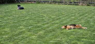 Dos perros se relajan en un gran campo de hierba verde. Uno está tumbado cerca del primer plano, el otro está sentado más atrás, cerca de una valla.