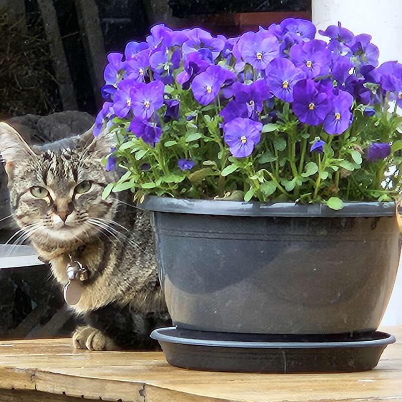 Un gato atigrado se asoma por detrás de una maceta negra llena de vibrantes flores moradas, sentada en una mesa de madera al aire libre, creando una escena encantadora y acogedora.