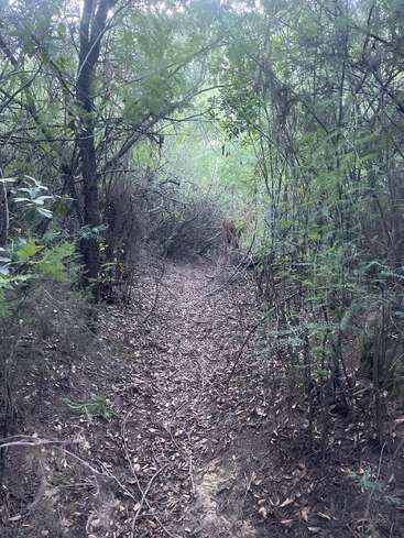 Un estrecho sendero de tierra serpentea a través de un bosque denso y verde con ramas colgantes y el suelo cubierto de hojas. La luz se filtra y crea una atmósfera de bosque misterioso y solitario.