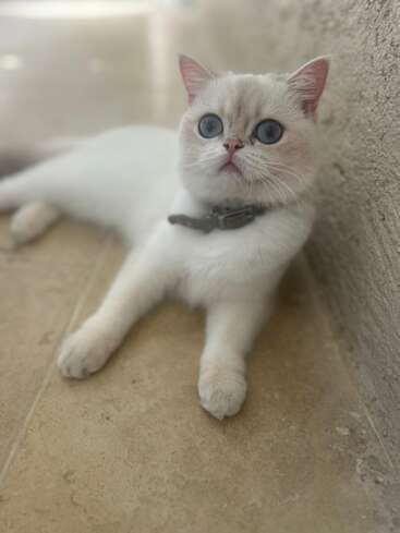 Un esponjoso gato blanco de llamativos ojos azules está tumbado en un suelo de baldosas, mirando hacia arriba. Sus orejas son rosas y lleva un collar alrededor del cuello.