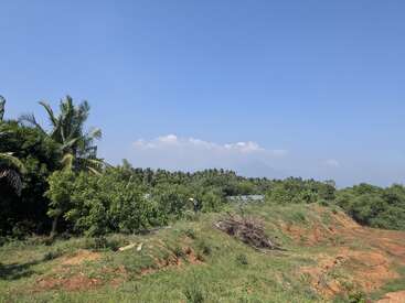 Esta imagem mostra uma paisagem rural com árvores verdes, palmeiras e arbustos sob um céu azul claro. Há um pouco de terra seca e galhos espalhados.