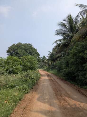 Uma estrada de terra passa por uma vegetação exuberante e palmeiras sob um céu azul claro, criando um cenário rural pacífico, repleto de beleza natural e tranquilidade.