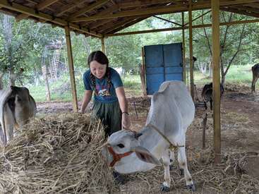 Uma mulher sorridente com cabelos trançados alimenta um bezerro branco dentro de um galpão rústico cercado por árvores, palha e outras vacas, criando uma cena rural serena.