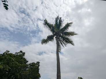 Um coqueiro alto se ergue contra um céu parcialmente nublado, com suas folhas estendidas para fora. Você pode ver árvores verdes abaixo, criando uma atmosfera tropical.