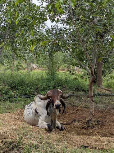 Um touro com grandes chifres curvos está descansando sobre a palha sob árvores frondosas em um ambiente natural e verdejante, pacificamente amarrado a uma árvore com uma corda.