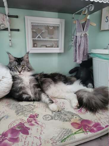 Eine flauschige Maine-Coon-Katze macht es sich auf einem gemusterten Kissen gemütlich. Dahinter hängt ein kleines Kleid, und an der Wand ziert ein Schattenkasten mit Miniaturen die Wand.