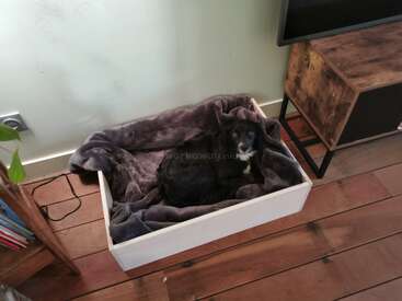 A imagem mostra um cachorro preto com marcas brancas deitado em uma caixa de madeira branca, cercado por um cobertor, em um piso de madeira, com uma TV e uma estante por perto.