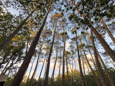 A imagem retrata uma cena serena de floresta, com árvores altas com troncos finos e folhas verdes exuberantes, em um céu azul com nuvens brancas.
