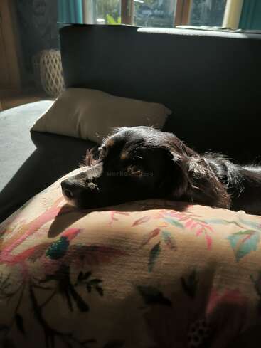 Um cachorro preto deitado em um travesseiro floral colorido, aproveitando a luz suave do sol que passa por uma janela, parecendo relaxado e tranquilo em uma sala de estar aconchegante.