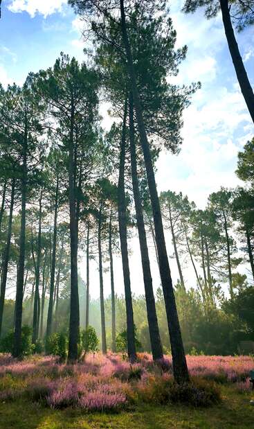 Pinheiros altos se erguem majestosamente contra um céu azul. A luz do sol filtra, iluminando flores silvestres roxas vibrantes e arbustos verdes, criando uma cena serena e encantadora na floresta.