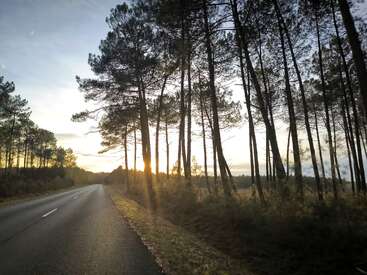 Uma estrada serena serpenteia por uma floresta de pinheiros altos, iluminada pela luz dourada de um sol poente, criando uma atmosfera pacífica e tranquila.
