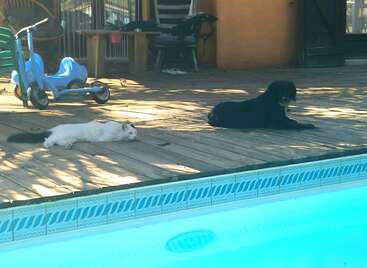 A white cat and a black dog relax side by side on a wooden deck by a swimming pool, enjoying the shade on a sunny day.