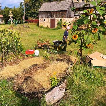 Una persona trabaja en un jardín soleado cerca de una casa de campo rústica, rodeada de girasoles, herramientas de jardinería, mantillo de paja y una exuberante vegetación, creando una tranquila escena rural.