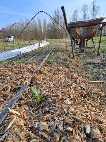 Young plants are sprouting in a garden bed covered with wood mulch. A rusty wheelbarrow and metal hoops stand nearby, with a vehicle in the background, outdoors.