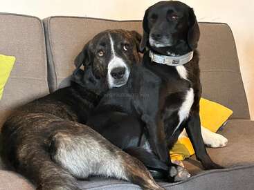 Zwei Hunde sitzen eng beieinander auf einem grauen Sofa mit gelben Kissen. Ein braun-weißer Hund kuschelt sich liebevoll an den anderen schwarz-weißen Hund.