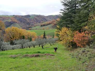 Eine Person geht durch ein üppiges, grünes Feld, umgeben von Olivenbäumen und buntem Herbstlaub, mit sanften Hügeln und lebendigen Landschaften im Hintergrund. Friedliche Landschaft.