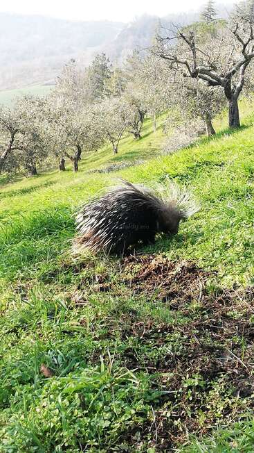 Ein Stachelschwein sucht auf einem grasbewachsenen Hügel zwischen vereinzelten Bäumen nach Futter. Die Landschaft ist grün, mit sanften Hügeln und einem nebligen, fernen Hintergrund.