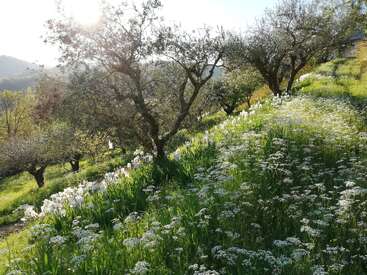 Das Sonnenlicht fällt durch die Olivenbäume an einem sanften Hügel und beleuchtet die weißen Wildblumen und Schwertlilien in einer üppigen, friedlichen und idyllischen Naturlandschaft.