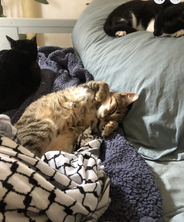 L'image montre trois chats qui se reposent paisiblement. Un chat tigré est recroquevillé sur une couverture, le visage caché, tandis que les autres dorment à proximité, sur le lit. Une scène chaleureuse.