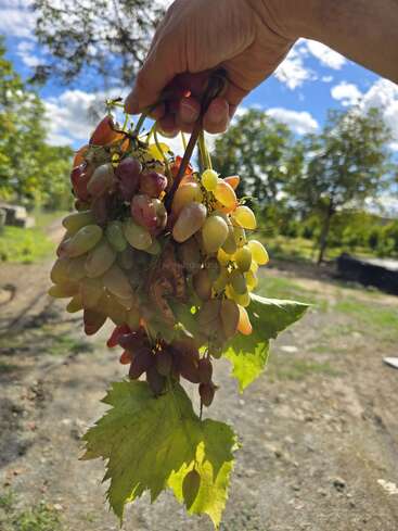 Una mano sostiene un racimo de uvas maduras multicolores con hojas verdes adheridas. La luz del sol ilumina la fruta. El fondo muestra árboles, cielo y un paisaje rural luminoso.