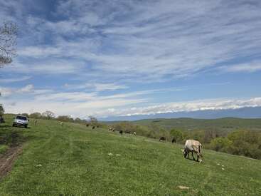 A scenic grassy meadow under a partly cloudy sky, cows grazing peacefully. A white car is parked on a dirt path. Mountains are visible in the distance.