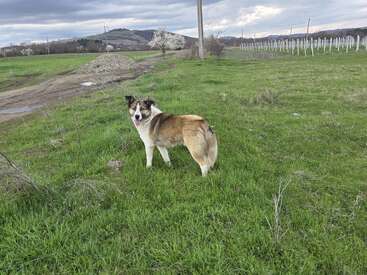 A brown and white dog stands on a grassy field, looking back. Overcast skies, dirt path, hills, trees, and vineyard posts complete the rural landscape.