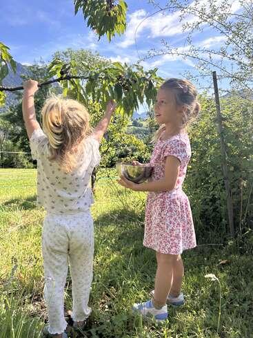Two young girls are picking cherries from a tree on a sunny day. One holds a bowl while the other reaches up. Greenery surrounds them.
